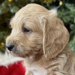 Labradoodles from Ritchie Family Puppies