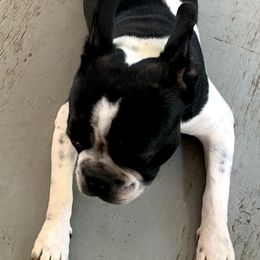 BoBo - Boston Terrier