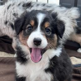 Morticia - Black tri-color female Australian Shepherd puppy in Wrightstown, New Jersey from Hartzland Farm Australian Shepherds