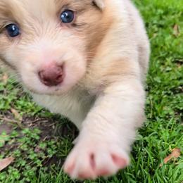 Quinn4Boy2- RMM, NBT,AKC,OFAs,Genetics - Red merle male Australian Shepherd puppy in South Hill, Virginia from Silverside Aussies LLC
