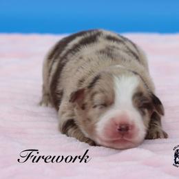 Firework - Red merle female Miniature Australian Shepherd puppy in Weeki Wachee, Florida from Arlington's Mini Aussies
