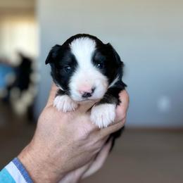 Ginger - Black tri female Miniature American Shepherd puppy in Bayard, Nebraska from Puppies by Alies