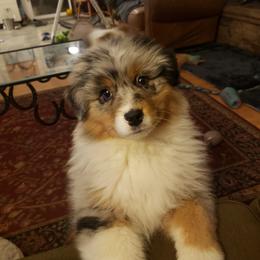 Australian Shepherd All Grown Up from Petrichor Australian Shepherds