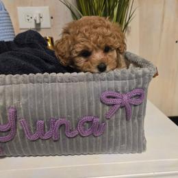 Yuna - Brown female Maltipoo puppy in Nokomis, Florida from Sunset Farm Florida