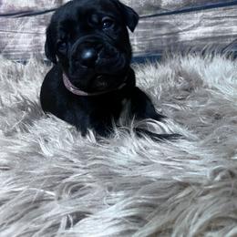 Pink Collar - Black female Cane Corso puppy in Fritch, Texas from Carrie Brown's Cane Corsos