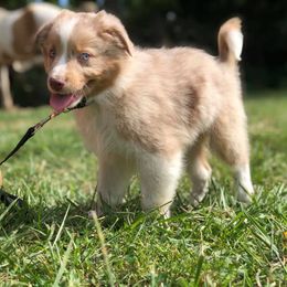 Miniature Australian Shepherds from Crest View Minis