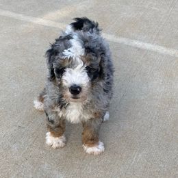 Mint collar - Blue merle male Bernedoodle puppy in Millsap, Texas from Gaston’s Posh Poodles and Doodles