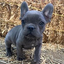 French Bulldogs from Malos Ranch