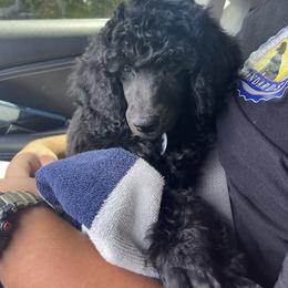 Poodle Puppies from Impressive Cartwright Standards