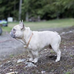 Misha - French Bulldog