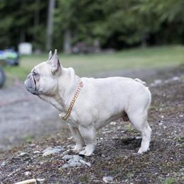 Misha - French Bulldog