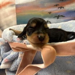 Yabby - Black and cream female Dachshund puppy in Hensley, Arkansas from The Dachshund Barn
