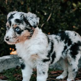 Miniature Australian Shepherds from J&C Aussies