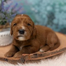 Betsy Ross - Red female Australian Labradoodle puppy in Brush Prairie, Washington from Fancy Pants Labradoodles