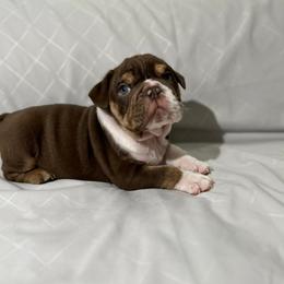 Boy 1 - Chocolate tri-color male Bulldog puppy in Cheshire, Connecticut from Absolut Bulldogs