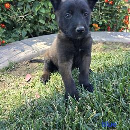 Dutch Shepherd Puppies from C’los Belgian/dutch shepherds