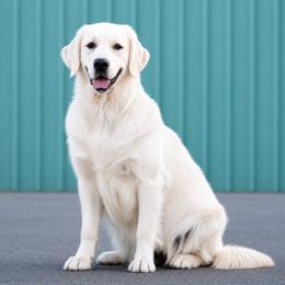 Blonde - Golden Retriever