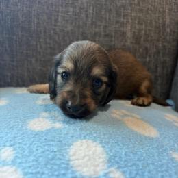 Noir - Cream male Dachshund puppy in Temple, Texas from Brit’s Doxie Crossing