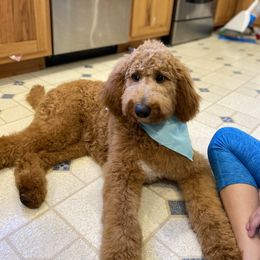 Goldendoodle Puppies from Mickey and Molly-multi-gen goldendoodles