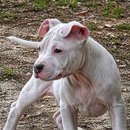 Aurora - White female American Staffordshire Terrier puppy in Lizella, Georgia from Àine Amstaffs