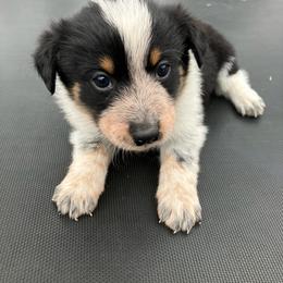 Zero - Blue male Australian Cattle Dog puppy in Lancaster, Minnesota from Weleski Chocolate Heelers