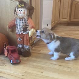 Pembroke Welsh Corgi Puppies from Whistling Wind Corgi’s