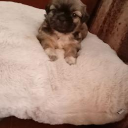 Tina - Brindle female Shih Tzu puppy in Grand Prairie, Texas from R&R Shih-Tzus & Stud Services