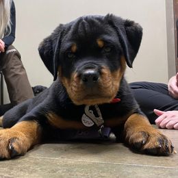 Rottweiler Puppies from CG Rottweilers