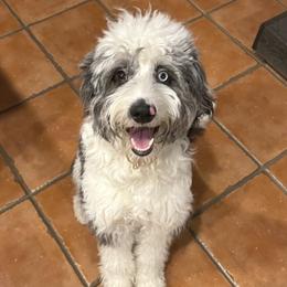 Aussiedoodle and Australian Shepherd Puppies from Junipersdoodles