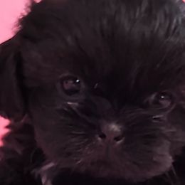 Lucy - Shih Tzu puppy from Bows and Bot Ties