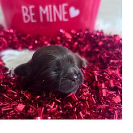 Violet - Chocolate female Shih Tzu puppy in Avondale, Arizona from Riley Family Shih Tzus