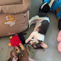 Ripley ( Rip ) - Black and white male Chihuahua puppy in Waycross, Georgia from OakView Farm Chihuahuas FB