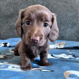 Coco - Chocolate female Dachshund puppy in Ocala, Florida from Weenie Boops
