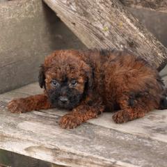 Jones - Red male Whoodle puppy in West Bend, Iowa from Blue Skies Terriers
