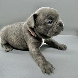 French Bulldog Puppies from DREYCs Frenchies