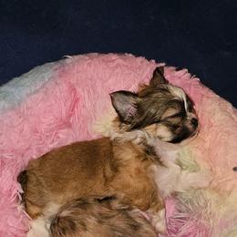 SCBoy 1 - Sable and white male Shih Tzu puppy in Meridian, Oklahoma from Crazy Love Kennels