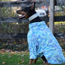 Kizzie - Doberman Pinscher