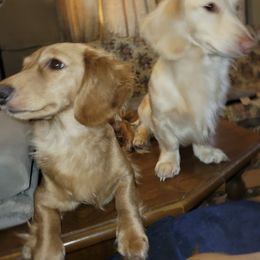 Dachshund Puppies from Atlasta Dachshunds