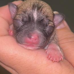 Truffle - Black sabled fawn male Chihuahua puppy in New Castle, Delaware from Sasha’s Elite Kennel LLC