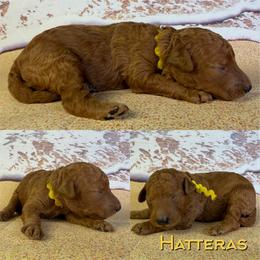 Hatteras - Red  female Poodle puppy in Swansboro, North Carolina from Monarch Standard Poodles