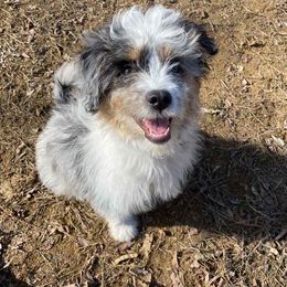 Aussiedoodle and Poodle Puppies from Superior AussieDoodles