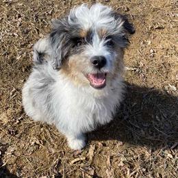 Aussiedoodle and Poodle Puppies from Superior AussieDoodles