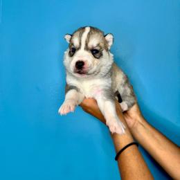 Bobby - Sable and white male Siberian Husky puppy in Knoxville, Tennessee from The Siberian Empire