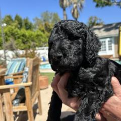Double Doodle Puppies from Goldendoodle Labradoodle MIX !!!