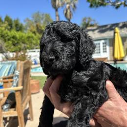 Double Doodle Puppies from Goldendoodle Labradoodle MIX !!!
