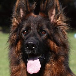 Alfa - German Shepherd