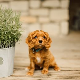 Cavalier King Charles Spaniel Puppies from Cavi Cutie Collective
