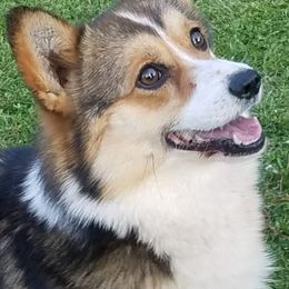 Ryder - Pembroke Welsh Corgi