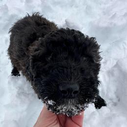 California chocolate - Brown female Whoodle puppy in Smallett, Missouri from Leshas Whoodles