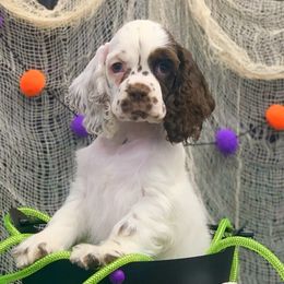 Elsa - Brown and white Cocker Spaniel puppy in Delphi, Indiana from Benchmark Cockers
